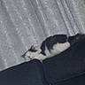 animal, background, black_and_white, blurred, cat, comfort, couch, cozy, curtain, domestic_animal, feline, furniture, home, indoor, living_room, pet, relaxing, resting, sleeping, soft