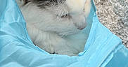 Ttg is registered to the contest to win money with this photo: cat, kitten, fluffy, long_hair, gray_and_white, sleeping, resting, cozy, blanket, blue_blanket, pet, animal, feline, close_up, portrait, indoors, carpet, soft, relaxed, cute