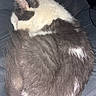 animal, cat, close_up, cozy, curled_up, cute, domestic_animal, fluffy, fur_texture, gray_fur, indoor, pet, quiet, relaxed, resting, sleeping, soft_surface, tail, whiskers, white_fur