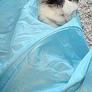 Ttg is registered to the contest to win money with this photo: cat, sleeping, fluffy, white_and_gray, fur, whiskers, ears, animal, pet, blanket, blue, bedding, cozy, indoors, home, relaxed, cuddled, close_up, portrait, cute