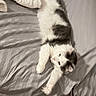 bed, bedroom, blanket, cat, cozy, feline, fluffy, gray_markings, indoor, lying_down, monochrome, paws, pet, playful, portrait, relaxed, sleeping_area, upside_down, whiskers, white_fur