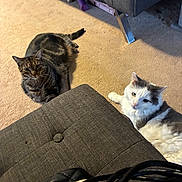 Shortie is registered to the contest to win money with this photo: cat, tabby_cat, white_cat, carpet, couch, ottoman, indoor, furniture, pet, animal, relaxed, lounging, household, domestic, cozy, floor, curious, two_cats, resting, living_room