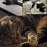 Shortie is registered to the contest to win money with this photo: cat, cats, tabby_cat, sleeping, lounging, relaxed, paw, fur, whiskers, window, bedding, blanket, couch, indoor, home, pet, animal, collage, photography, social_media