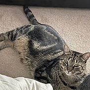 Shortie is registered to the contest to win money with this photo: cat, tabby_cat, feline, pet, animal, couch, sofa, indoor, portrait, lying_down, relaxed, green_eyes, whiskers, striped_fur, brown_fur, black_fur, tail, ears, home, blanket