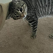 Baby Kitty is registered to the contest to win money with this photo: cat, tabby, pet, animal, carpet, beige, whiskers, paw, striped, fur, indoor, hand, touching, curious, closeup, domestic, feline, mammal, comfort, interaction