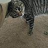 cat, tabby, pet, animal, carpet, beige, whiskers, paw, striped, fur, indoor, hand, touching, curious, closeup, domestic, feline, mammal, comfort, interaction
