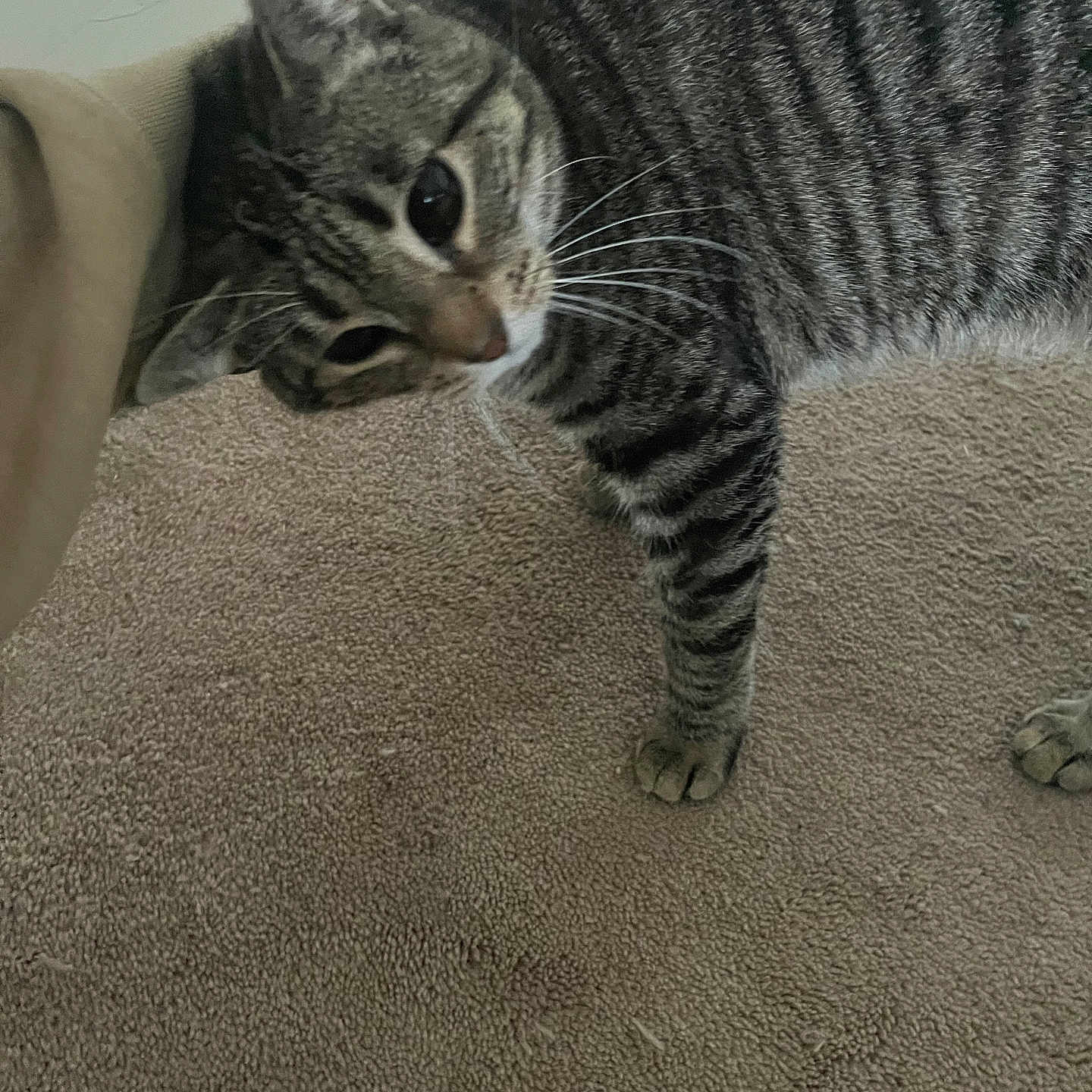 Baby Kitty