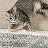 alert, animal, carpet, cat, closeup, cute, domestic, ears, feline, fur, indoor, paws, pet, playful, resting, striped, tabby, texture, toy, whiskers