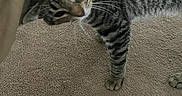 Baby Kitty is registered to the contest to win money with this photo: affectionate, animal, carpet, cat, closeup, curious, cute, domestic, feline, floor, head, indoor, paw, person_arm, pet, resting, striped_fur, tabby_cat, whiskers, young_cat
