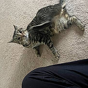 Baby Kitty joined the competition — help win amazing prizes! animal, black_pants, carpet, cat, cute, domestic, feline, floor, fur, indoor, leg, motion_blur, paw, pet, playful, scratching, striped, tabby, tail, whiskers