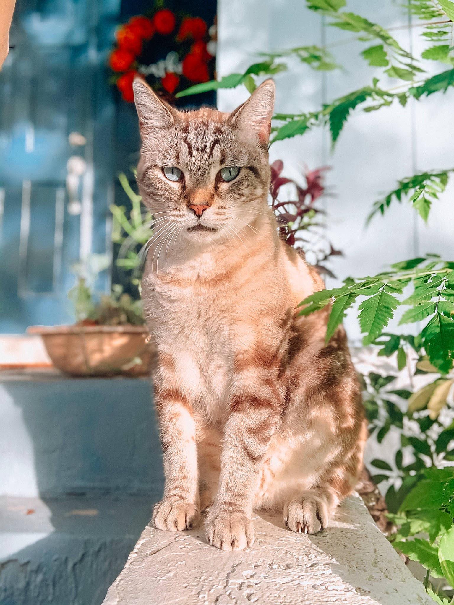 Whiskey is registered to the contest to win money with this photo: carnivore, cat, claw, domestic_short_haired_cat, fawn, felidae, fur, grass, houseplant, paw, plant, sitting, small_to_medium_sized_cats, snout, tail, terrestrial_animal, tree, whiskers, wildlife, window