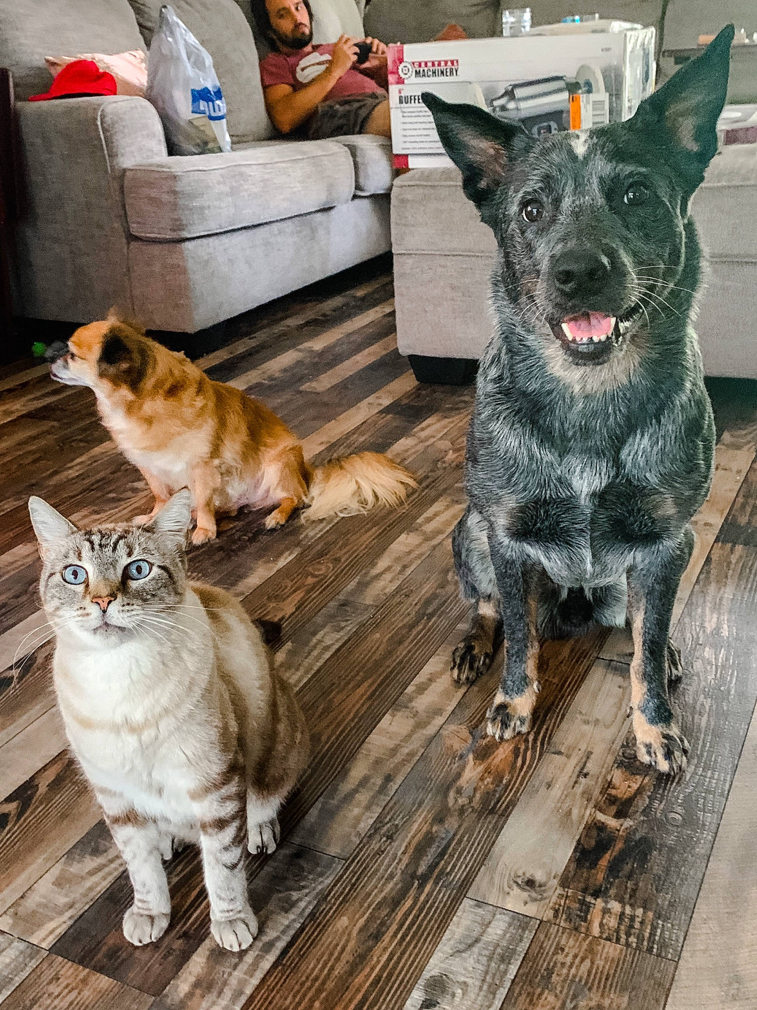 Whiskey is registered to the contest to win money with this photo: carnivore, cat, companion_dog, couch, dog, dog_breed, domestic_short_haired_cat, fawn, felidae, flooring, fur, grey, hardwood, paw, small_to_medium_sized_cats, snout, tail, whiskers, wood, wood_flooring