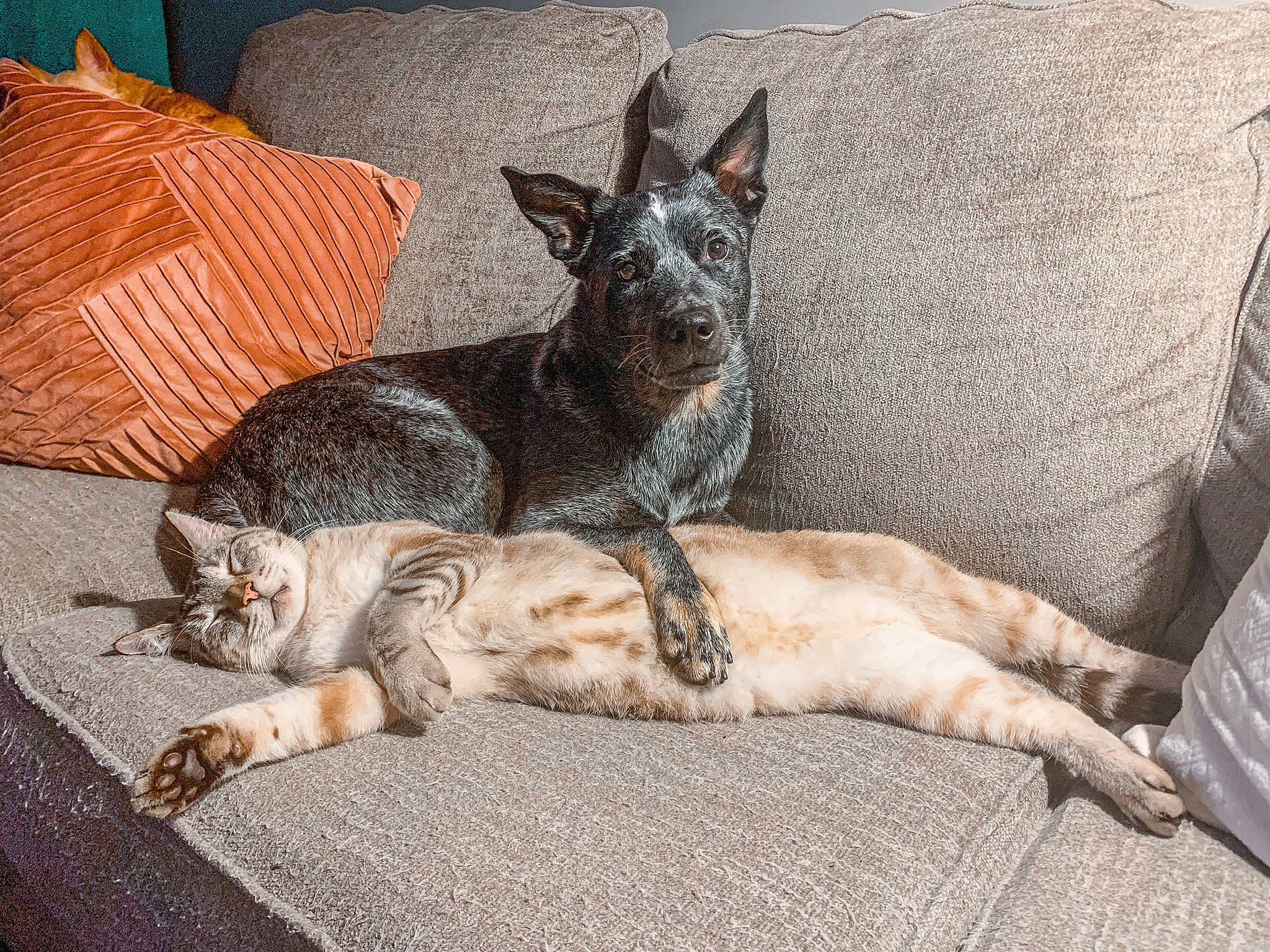 Whiskey is registered to the contest to win money with this photo: canidae, carnivore, comfort, companion_dog, couch, dog, dog_breed, fawn, felidae, fur, grey, guard_dog, paw, sitting, small_to_medium_sized_cats, snout, sporting_group, tail, terrestrial_animal, whiskers