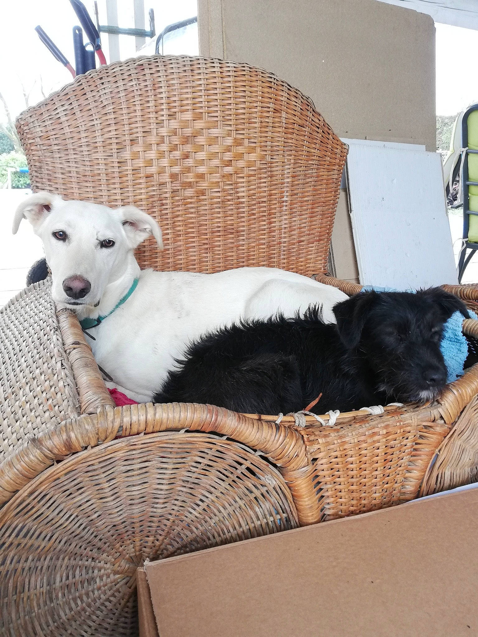 Logan participe au concours pour gagner de l'argent avec cette photo : art, canidae, carnivore, chair, comfort, companion_dog, couch, dog, dog_breed, felidae, flooring, fur, linens, room, sporting_group, studio_couch, table, tail, wood, working_animal