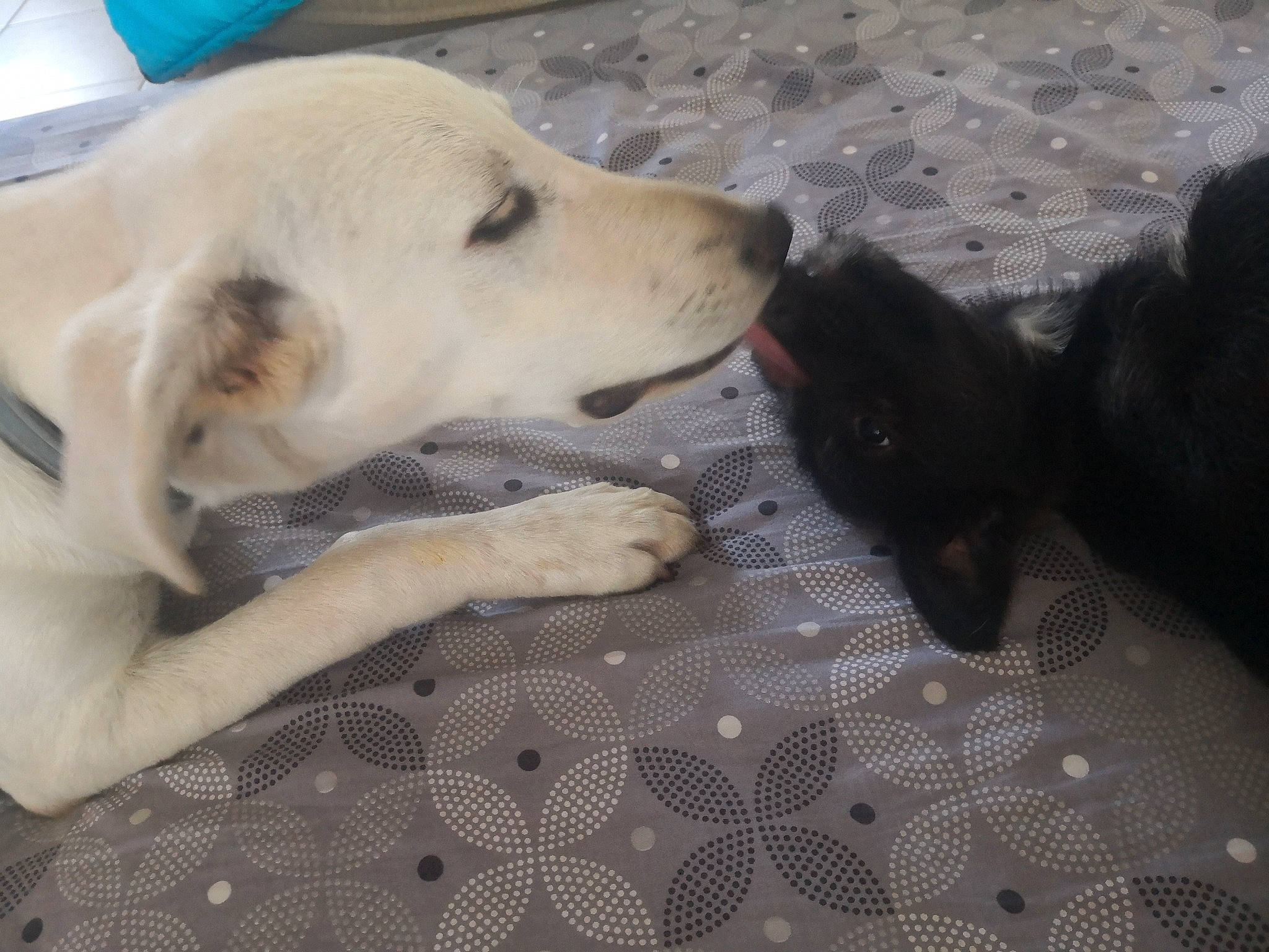 Logan participe au concours pour gagner de l'argent avec cette photo : akbash_dog, beagador, canidae, carnivore, dog, dog_breed, fawn, labrador_retriever, mammal, mucuchies, retriever, sporting_group, street_dog, vertebrate