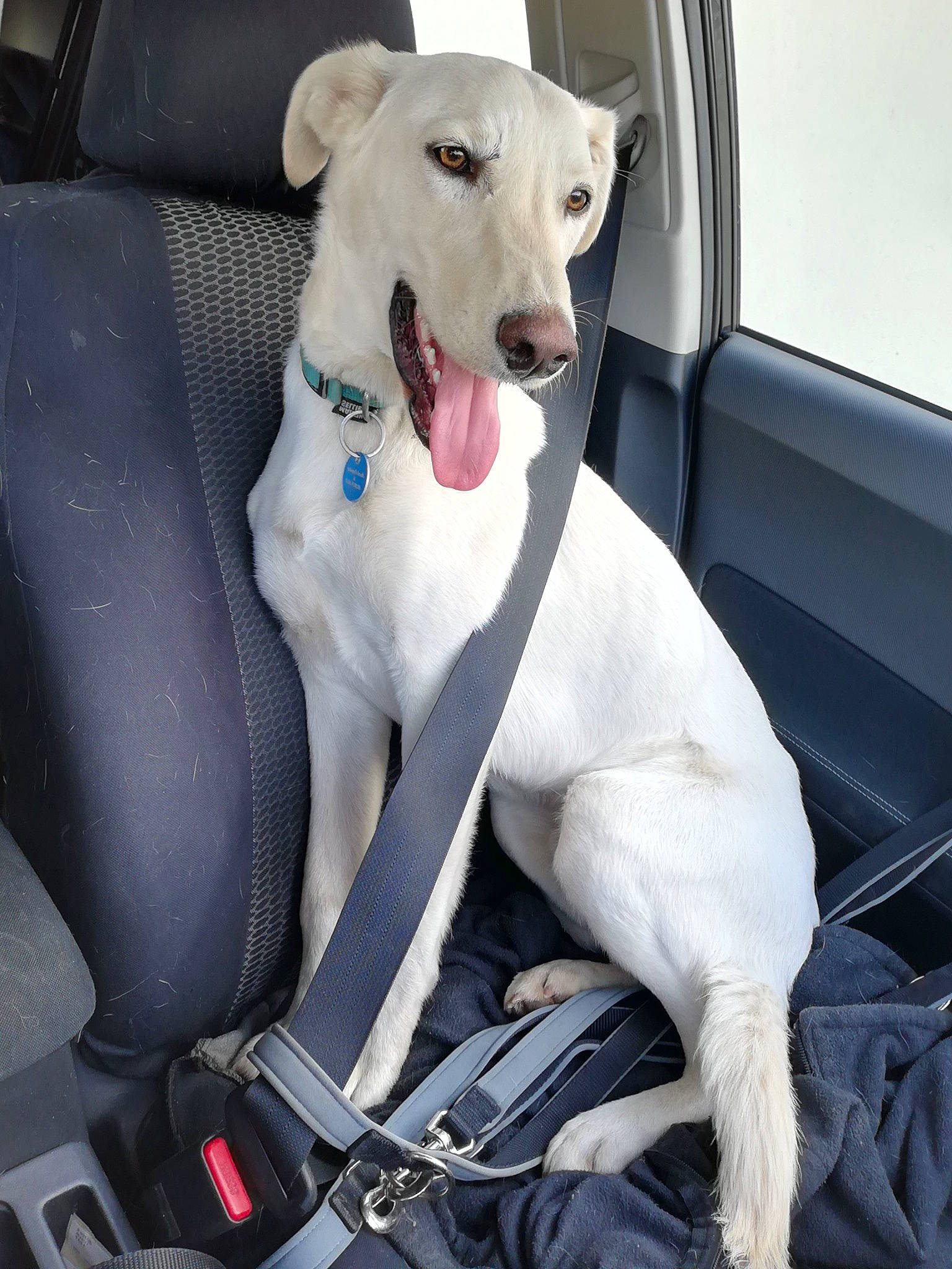 Logan participe au concours pour gagner de l'argent avec cette photo : car, carnivore, collar, companion_dog, dog, dog_breed, dog_collar, dog_supply, fawn, hood, luggage_and_bags, metal, pet_supply, sighthound, snout, sporting_group, tire, vehicle, vehicle_door, working_animal