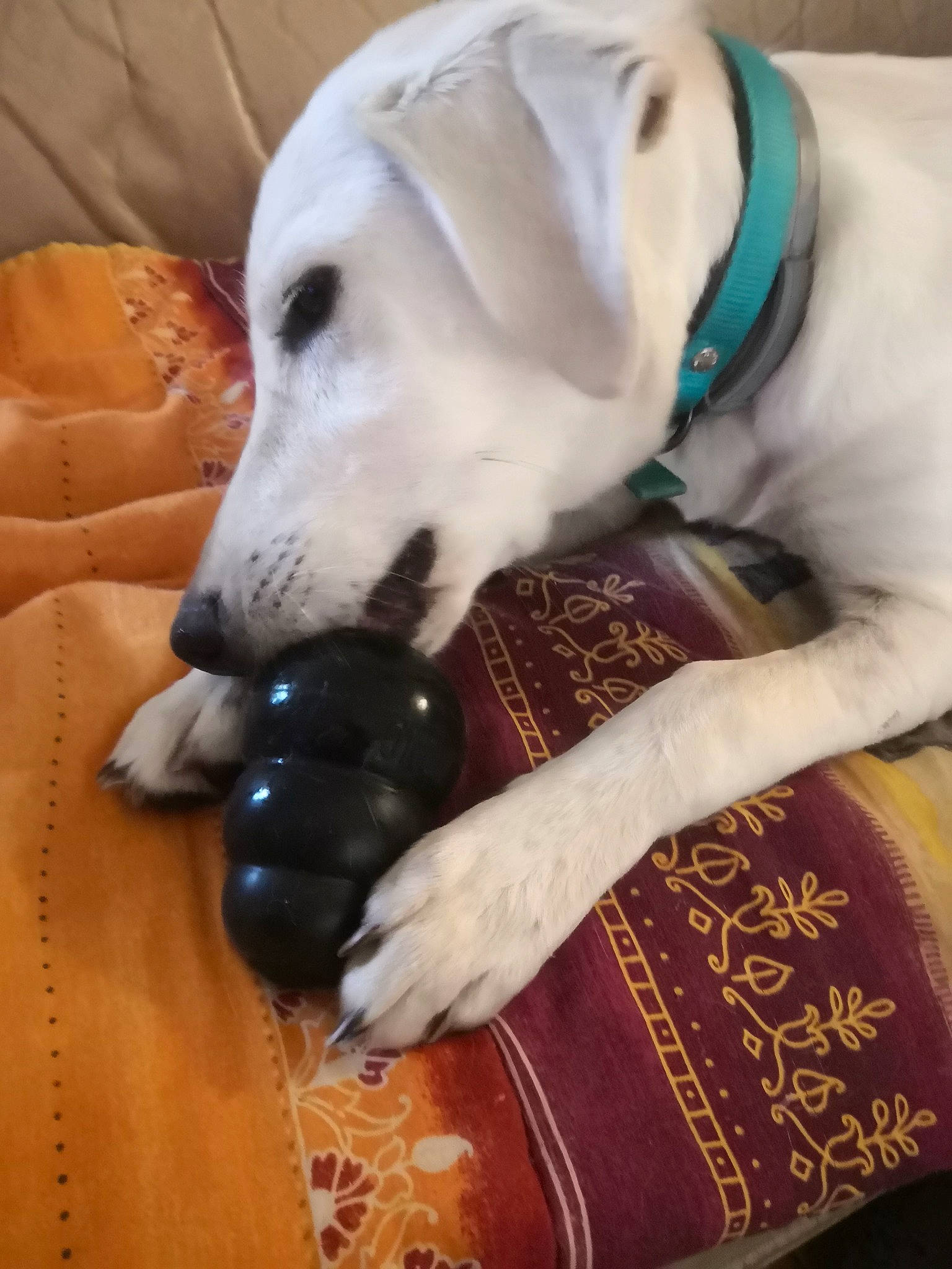 Logan a rejoint le concours — aidez-le/la à gagner de superbes lots ! canidae, carnivore, companion_dog, dog, dog_breed, labrador_retriever, mammal, snout, sporting_group