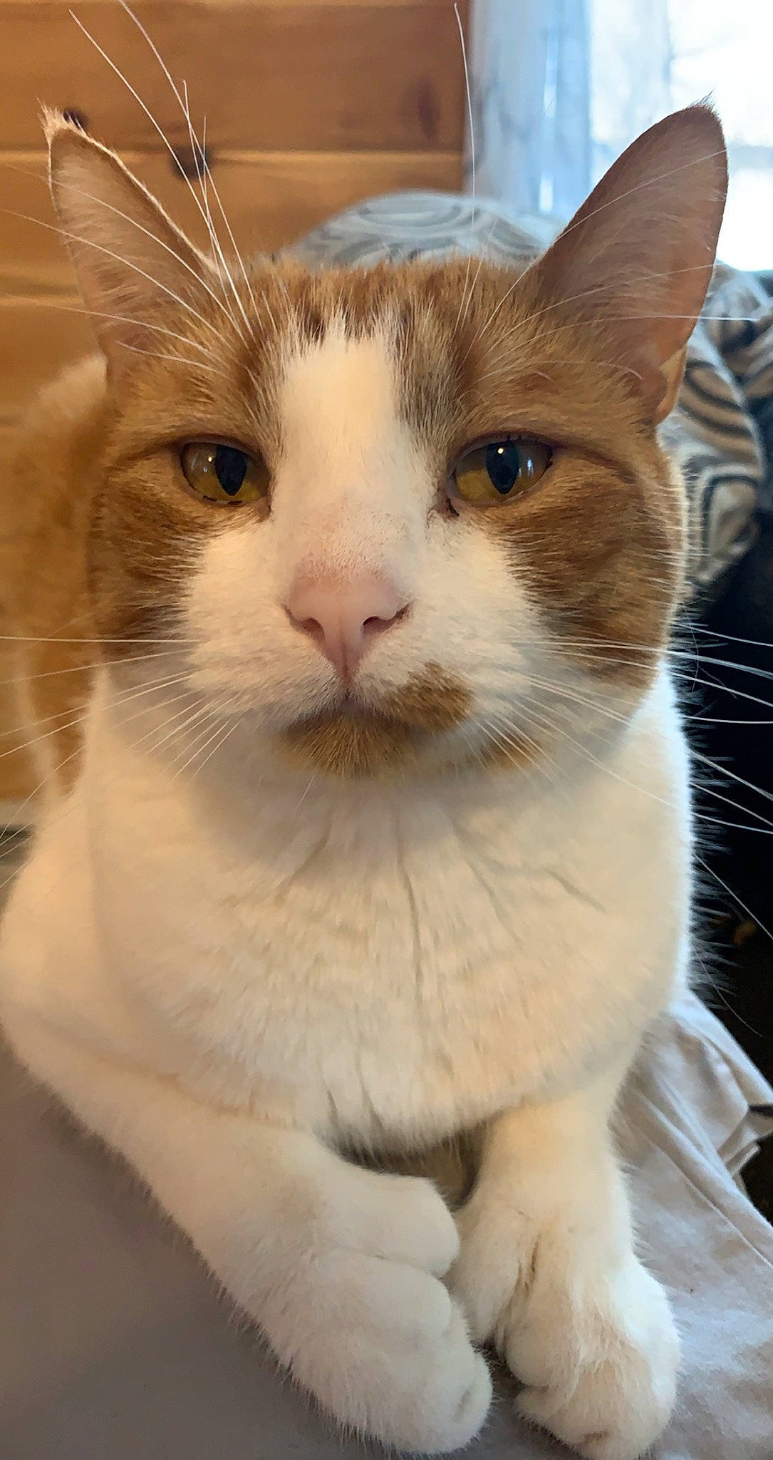 Simba is registered to the contest to win money with this photo: carnivore, cat, domestic_short_haired_cat, door, fawn, felidae, fur, human_body, paw, small_to_medium_sized_cats, snout, terrestrial_animal, whiskers, window