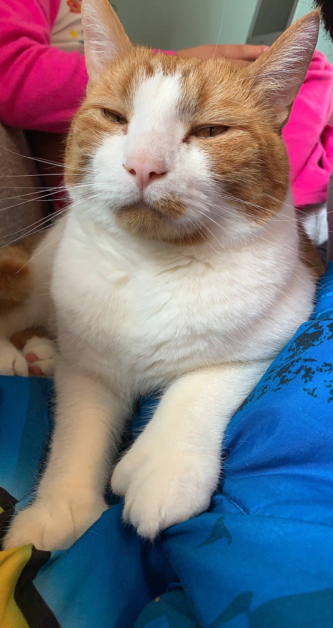 Simba is registered to the contest to win money with this photo: carnivore, cat, claw, domestic_short_haired_cat, electric_blue, eye, fawn, felidae, foot, fur, paw, photography, sitting, small_to_medium_sized_cats, snout, tail, terrestrial_animal, whiskers