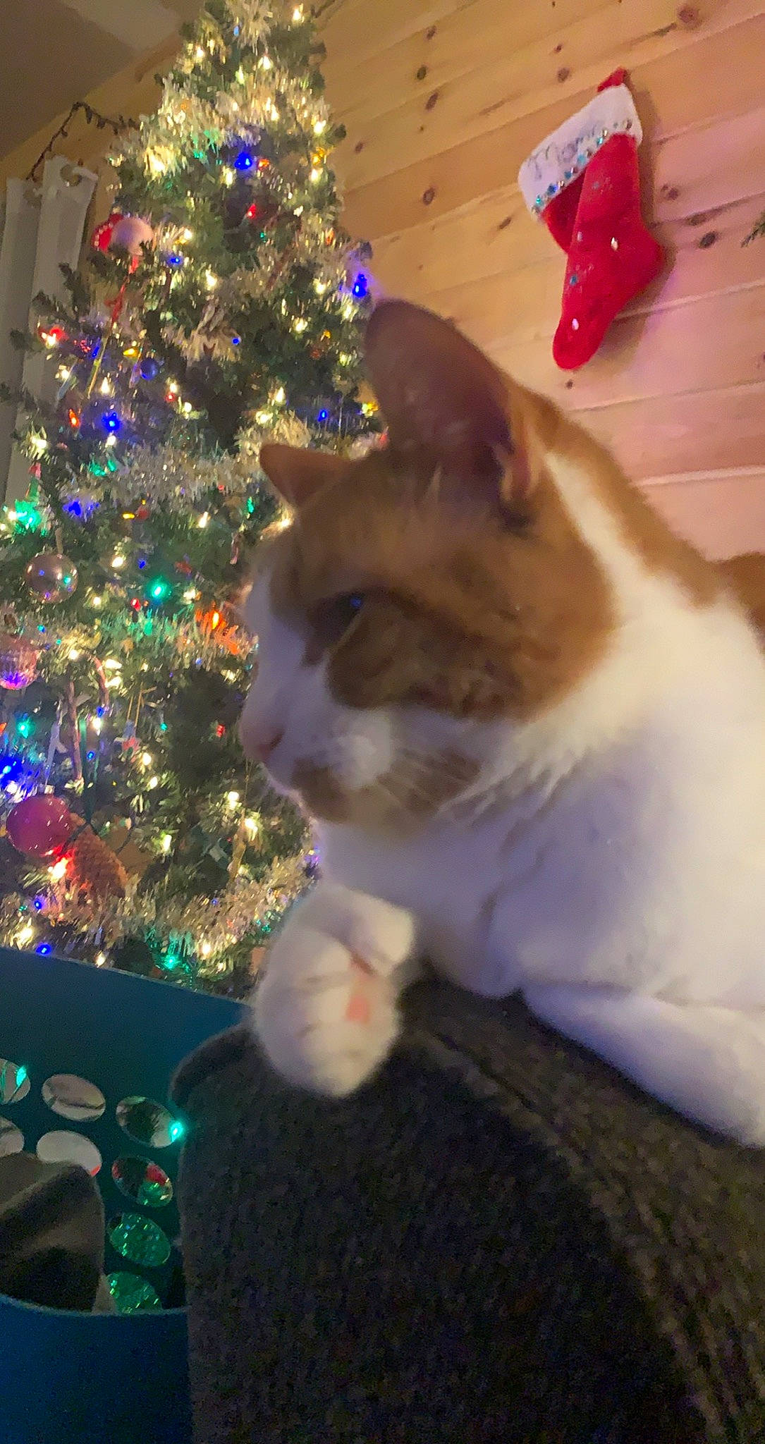 Simba joined the competition — help win amazing prizes! carnivore, cat, christmas, christmas_decoration, christmas_ornament, christmas_tree, event, evergreen, fawn, felidae, green, holiday_ornament, light, ornament, plant, small_to_medium_sized_cats, tail, tree, whiskers, window