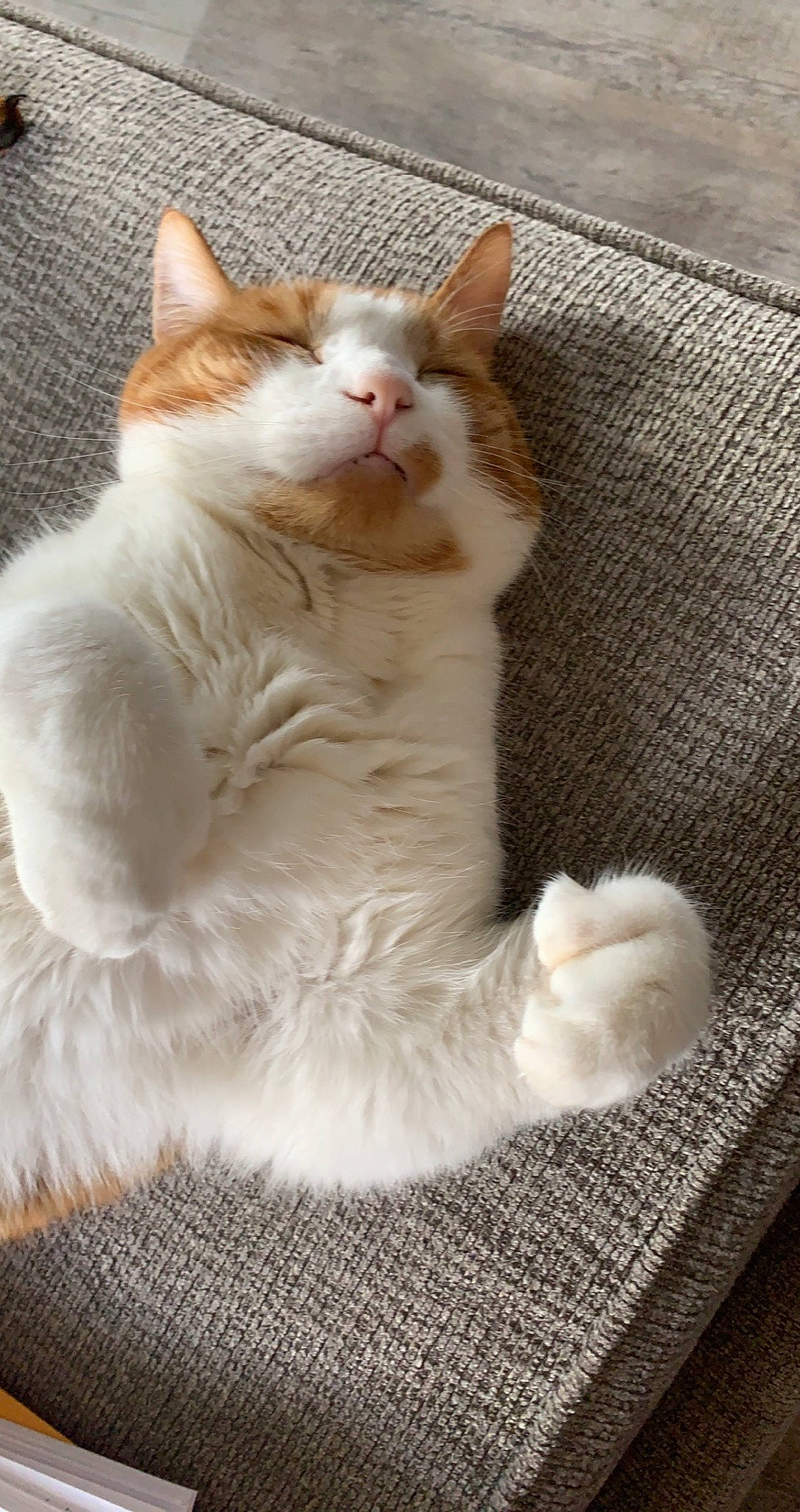 Simba is registered to the contest to win money with this photo: carnivore, cat, cat_supply, claw, comfort, domestic_short_haired_cat, fawn, felidae, foot, fur, paw, sitting, small_to_medium_sized_cats, snout, tail, terrestrial_animal, whiskers