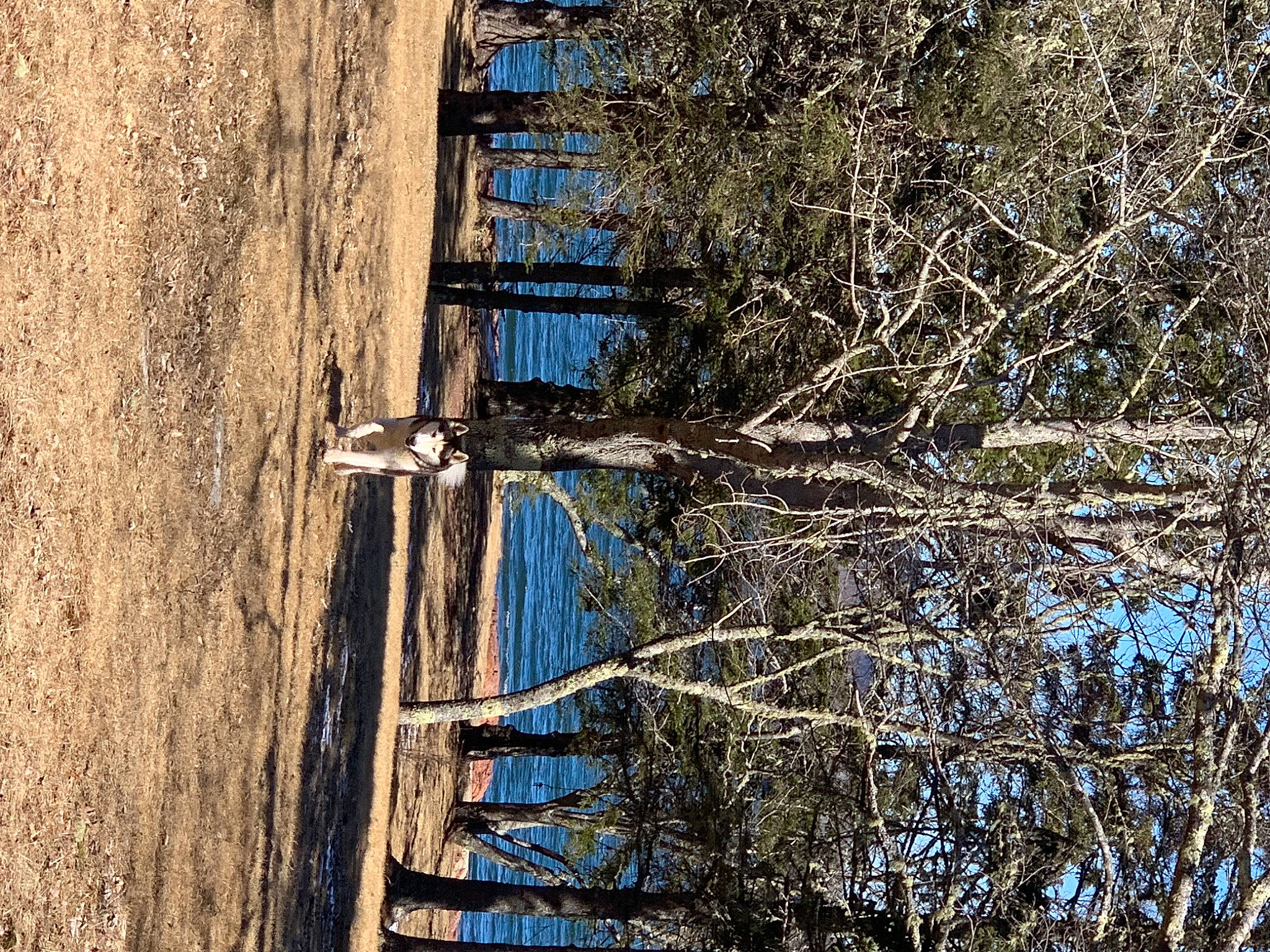 Nitap is registered to the contest to win money with this photo: azure, biome, electricity, freezing, landscape, natural_landscape, plant, reflection, sky, slope, snow, sunlight, tints_and_shades, tree, trunk, twig, water, window, winter, wood