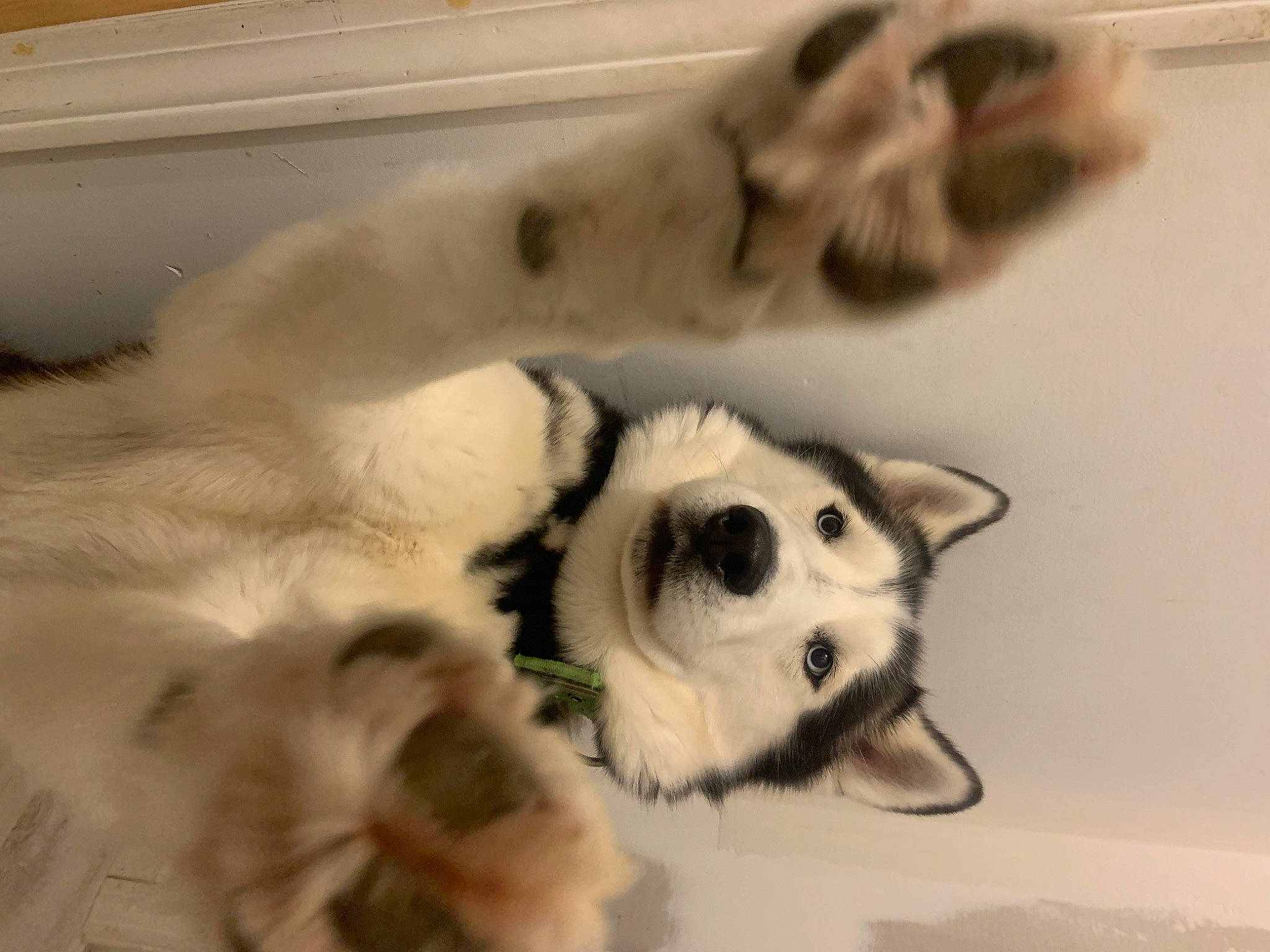 Nitap is registered to the contest to win money with this photo: canidae, carnivore, claw, companion_dog, dog, dog_breed, fawn, fur, german_spitz, non_sporting_group, paw, puppy, snout, sporting_group, tail, terrestrial_animal, volpino_italiano, whiskers, working_animal, working_dog