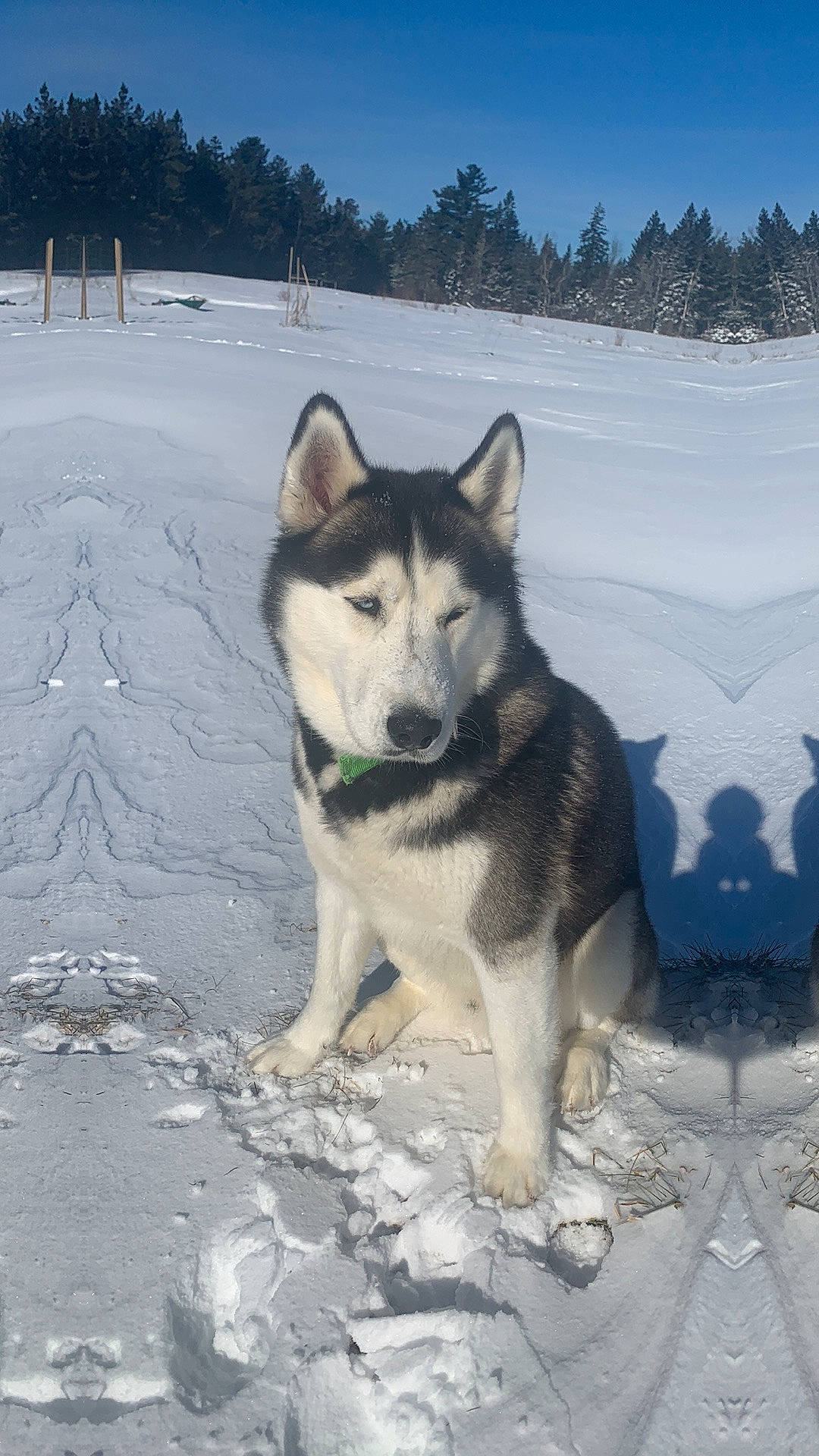 Nitap joined the competition — help win amazing prizes! canidae, canis, carnivore, dog, dog_breed, freezing, fur, mammal, plant, recreation, siberian_husky, sky, sled_dog, snout, snow, sporting_group, tree, winter, wolf, working_dog