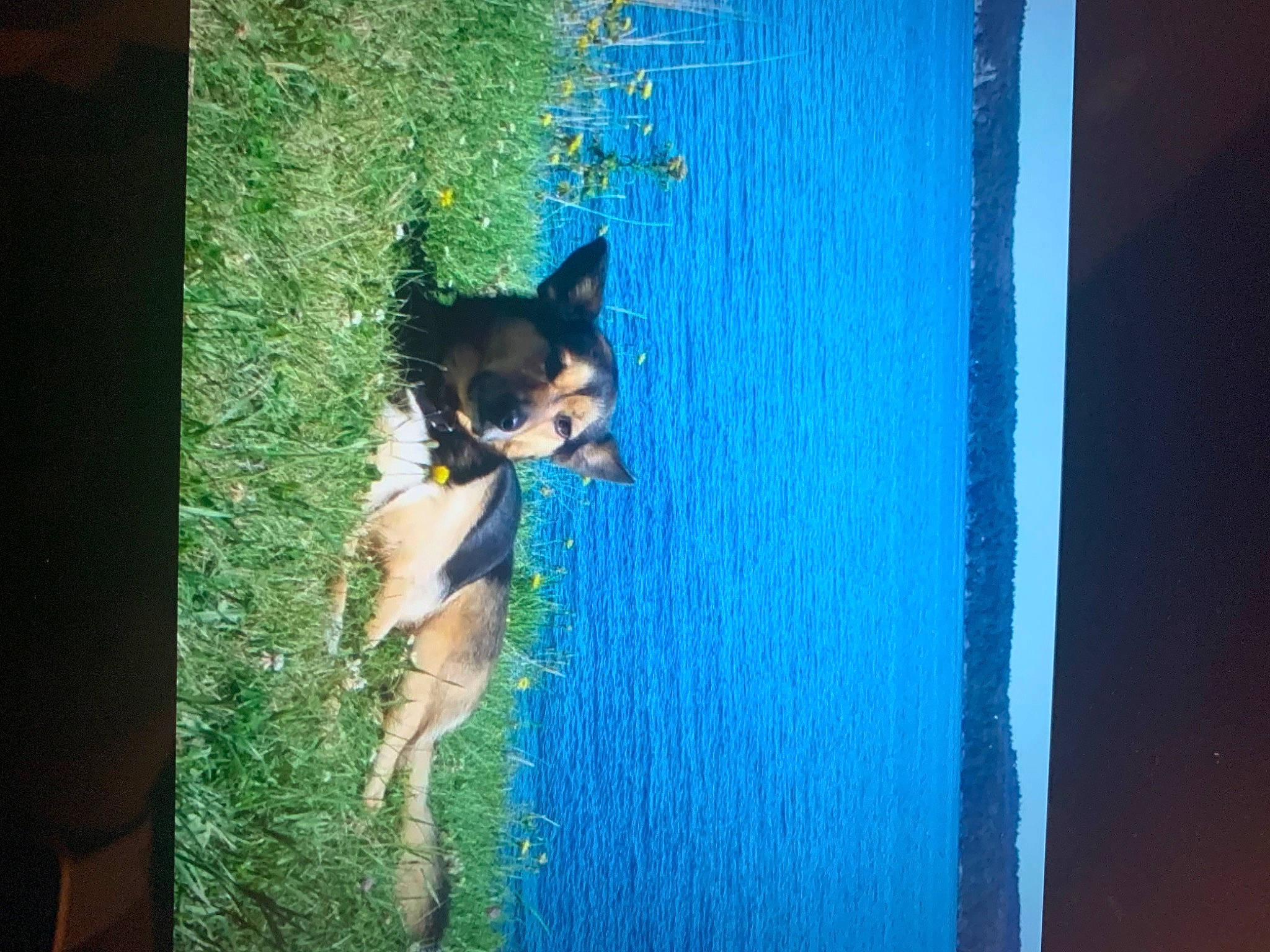 Shyne is registered to the contest to win money with this photo: azure, blue, carnivore, companion_dog, dog, dog_breed, electric_blue, fawn, grass, house, leisure, plant, recreation, sky, sporting_group, tints_and_shades, tree, water, window, wood