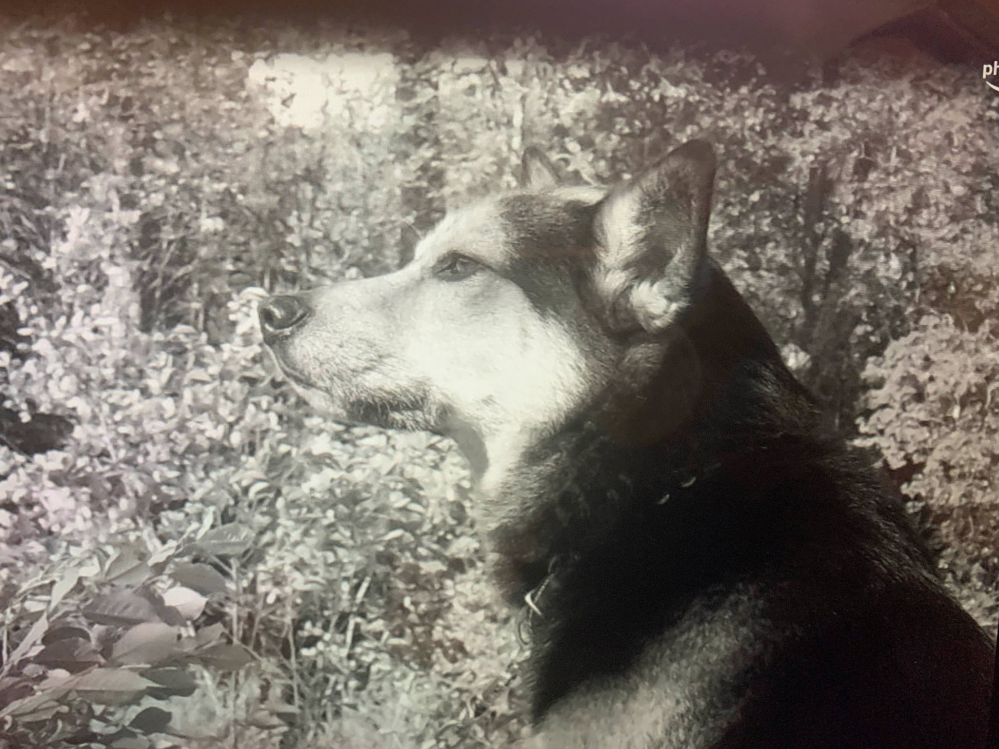 Shyne joined the competition — help win amazing prizes! black_and_white, canis, carnivore, dog, dog_breed, grass, grey, herding_dog, king_shepherd, monochrome, monochrome_photography, plant, stock_photography, street_dog, style, terrestrial_animal, whiskers, wildlife, wolf, working_animal