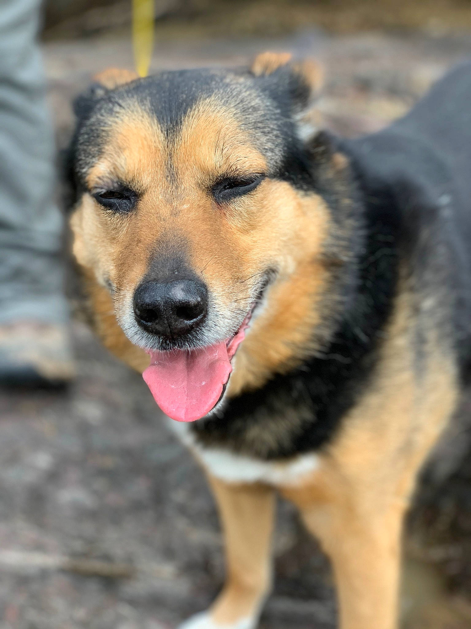 Shyne is registered to the contest to win money with this photo: ancient_dog_breeds, canidae, carnivore, companion_dog, dog, dog_breed, fawn, fur, puppy, snout, sporting_group, street_dog, terrestrial_animal, whiskers, working_dog