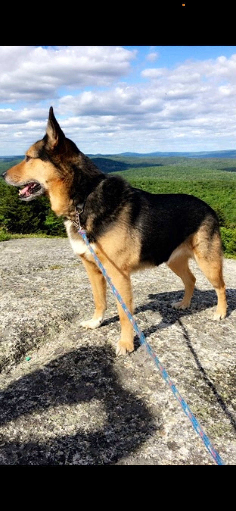 Shyne joined the competition — help win amazing prizes! canidae, carnivore, cloud, dog, dog_breed, east_european_shepherd, fawn, foot, german_shepherd_dog, grass, herding_dog, king_shepherd, old_german_shepherd_dog, plant, recreation, sky, sporting_group, tree, working_animal, working_dog