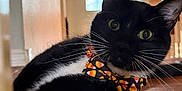 Tito is registered to the contest to win money with this photo: cat, black_cat, white_fur, bow_tie, candy_corn_pattern, indoor, wooden_surface, curious_eyes, whiskers, pet, animal, domestic_cat, relaxed, close_up, portrait, house, window_light, feline, cute, costume