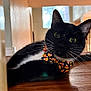 cat, black_cat, white_fur, bow_tie, candy_corn_pattern, indoor, wooden_surface, curious_eyes, whiskers, pet, animal, domestic_cat, relaxed, close_up, portrait, house, window_light, feline, cute, costume
