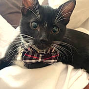 Tito joined the competition — help win amazing prizes! cat, tuxedo_cat, bow_tie, pet, whiskers, bed, blanket, indoor, close_up, feline, cute, black_and_white, resting, domestic_animal, fur, collar, cozy, animal_portrait, young_cat, curious