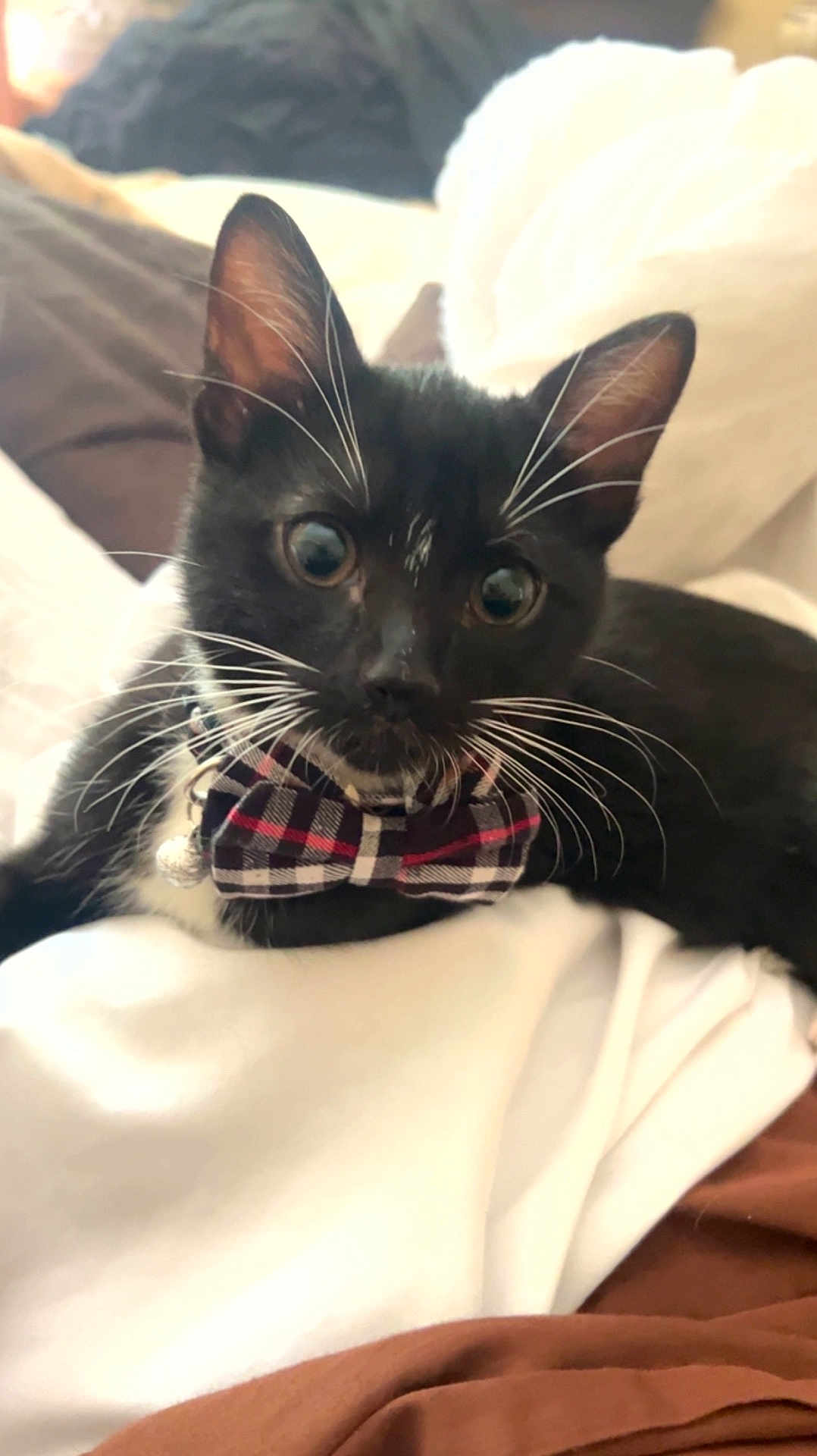 Tito joined the competition — help win amazing prizes! cat, tuxedo_cat, bow_tie, pet, whiskers, bed, blanket, indoor, close_up, feline, cute, black_and_white, resting, domestic_animal, fur, collar, cozy, animal_portrait, young_cat, curious