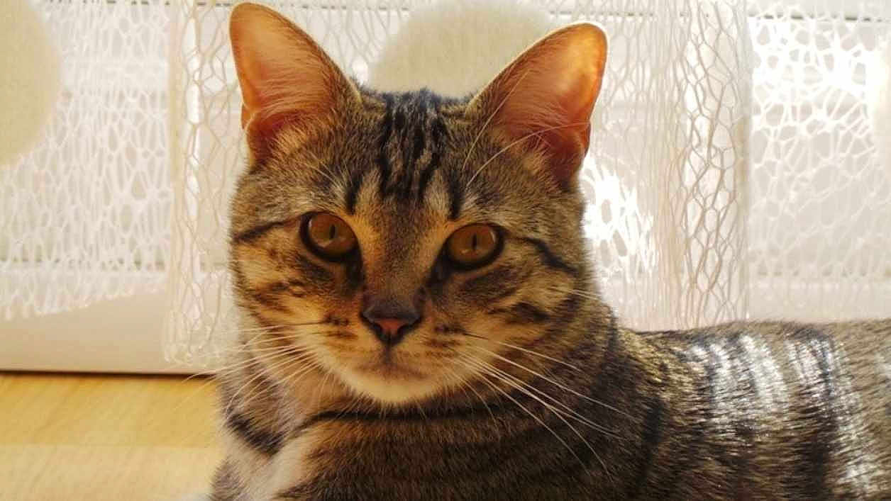 Hector