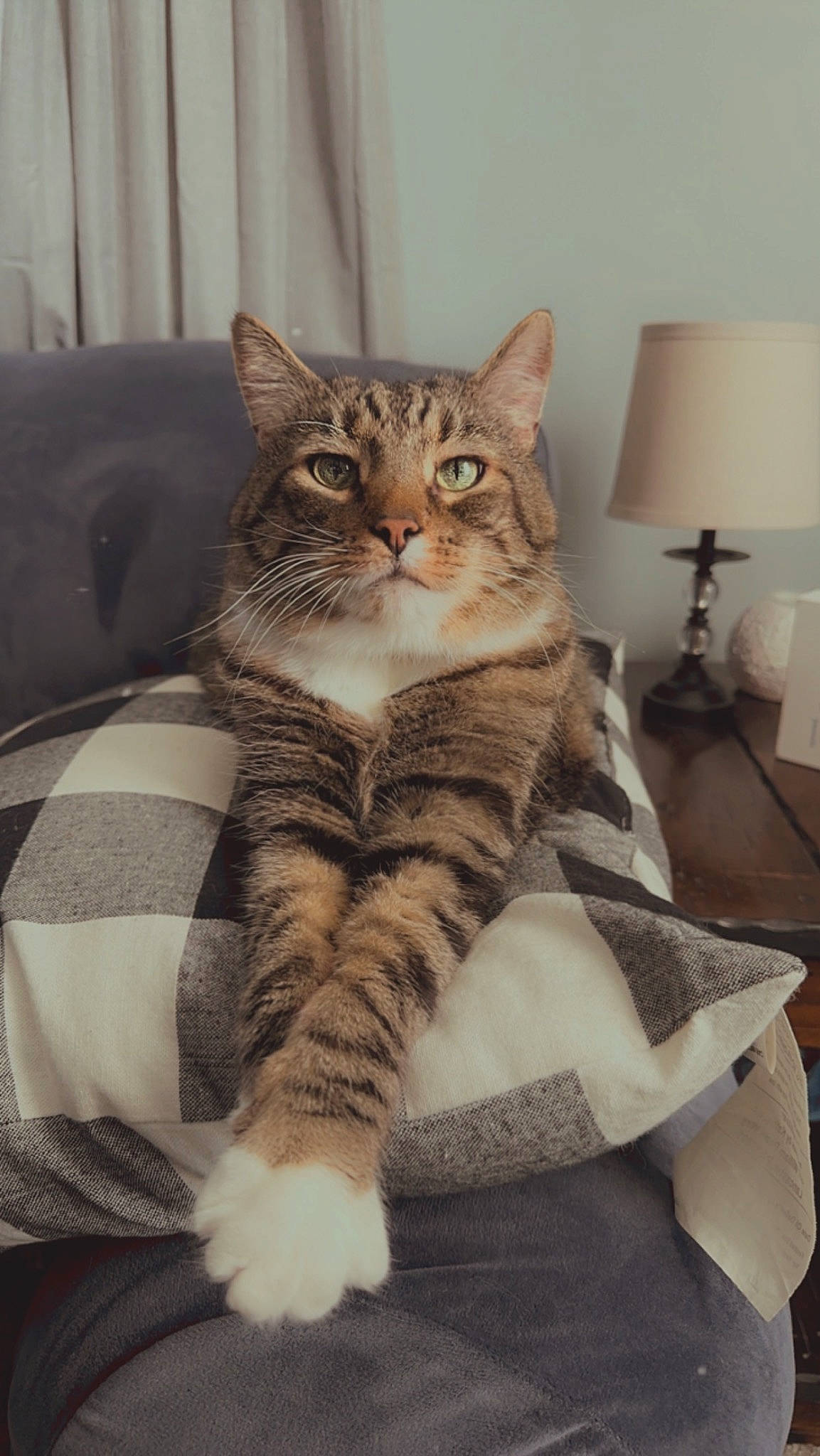 Tiger is registered to the contest to win money with this photo: carnivore, cat, comfort, couch, domestic_short_haired_cat, door, eye, fawn, felidae, fur, grey, lamp, paw, sitting, small_to_medium_sized_cats, snout, tail, tree, whiskers, window