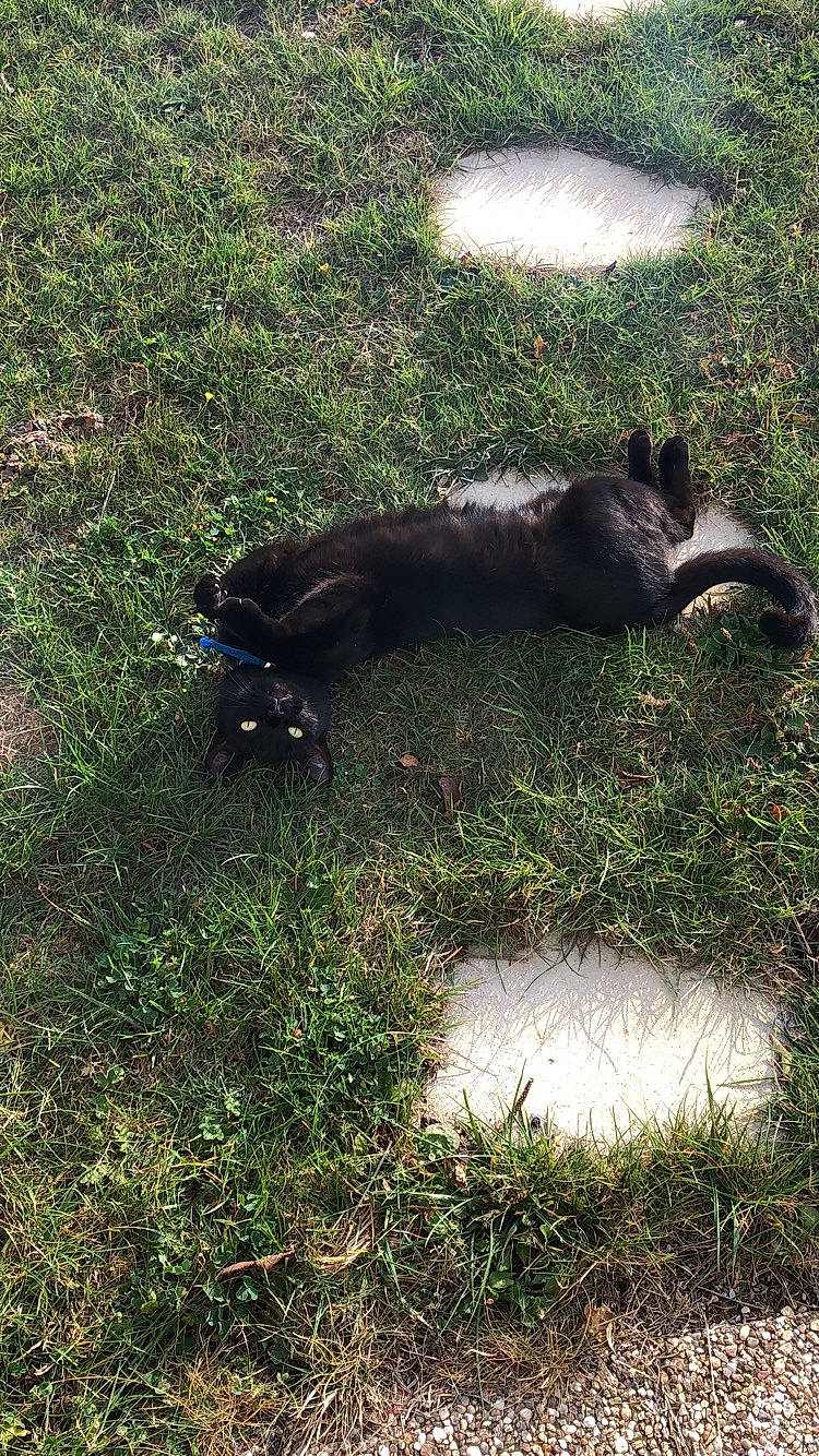 Salem a rejoint le concours — aidez-le/la à gagner de superbes lots ! canidae, carnivore, cat, companion_dog, dog_breed, felidae, grass, grass_family, groundcover, lawn, pasture, plant, shadow, small_to_medium_sized_cats, snout, soil, sporting_group, tail, terrestrial_animal, tints_and_shades