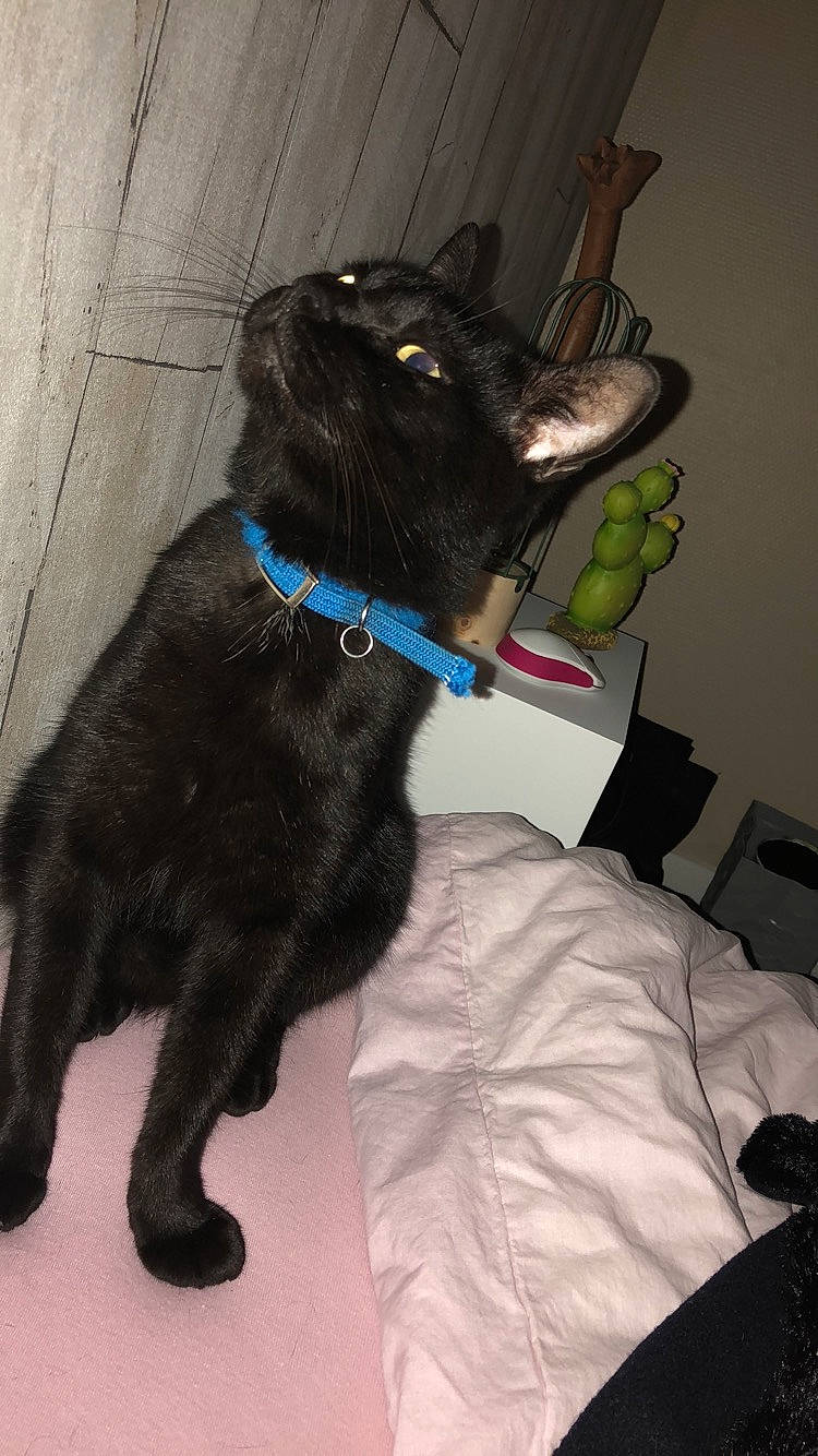 Salem participe au concours pour gagner de l'argent avec cette photo : black_cat, bombay, carnivore, cat, collar, comfort, companion_dog, dog_breed, dog_collar, domestic_short_haired_cat, electric_blue, felidae, fur, leash, pet_supply, small_to_medium_sized_cats, snout, sporting_group, tail, whiskers