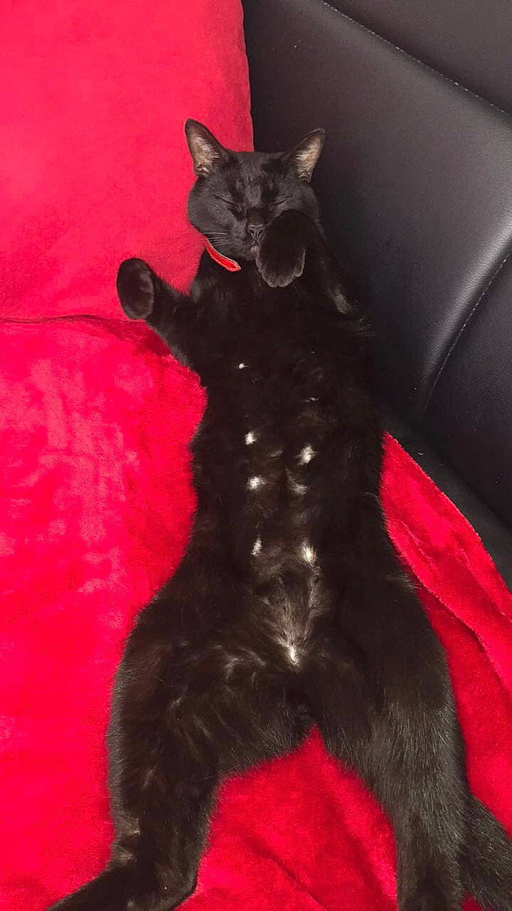 Salem participe au concours pour gagner de l'argent avec cette photo : black_cat, bombay, canidae, carmine, carnivore, cat, claw, comfort, dog_breed, fawn, felidae, fur, magenta, paw, red, small_to_medium_sized_cats, snout, tail, terrestrial_animal, whiskers