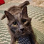 Buddy is registered to the contest to win money with this photo: animal, cat, closeup, curious, domestic_cat, ears, eyes, feline, floor, fur, gray_cat, home, indoor, looking, muzzle, pet, playful, rug, stretching, whiskers