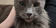 Buddy joined the competition — help win amazing prizes! animal, ball, carpet, cat, close_up, cozy, domestic, ears, eyes, face, furry, gray_cat, hand, indoor, lap, person, pet, resting, toy, whiskers