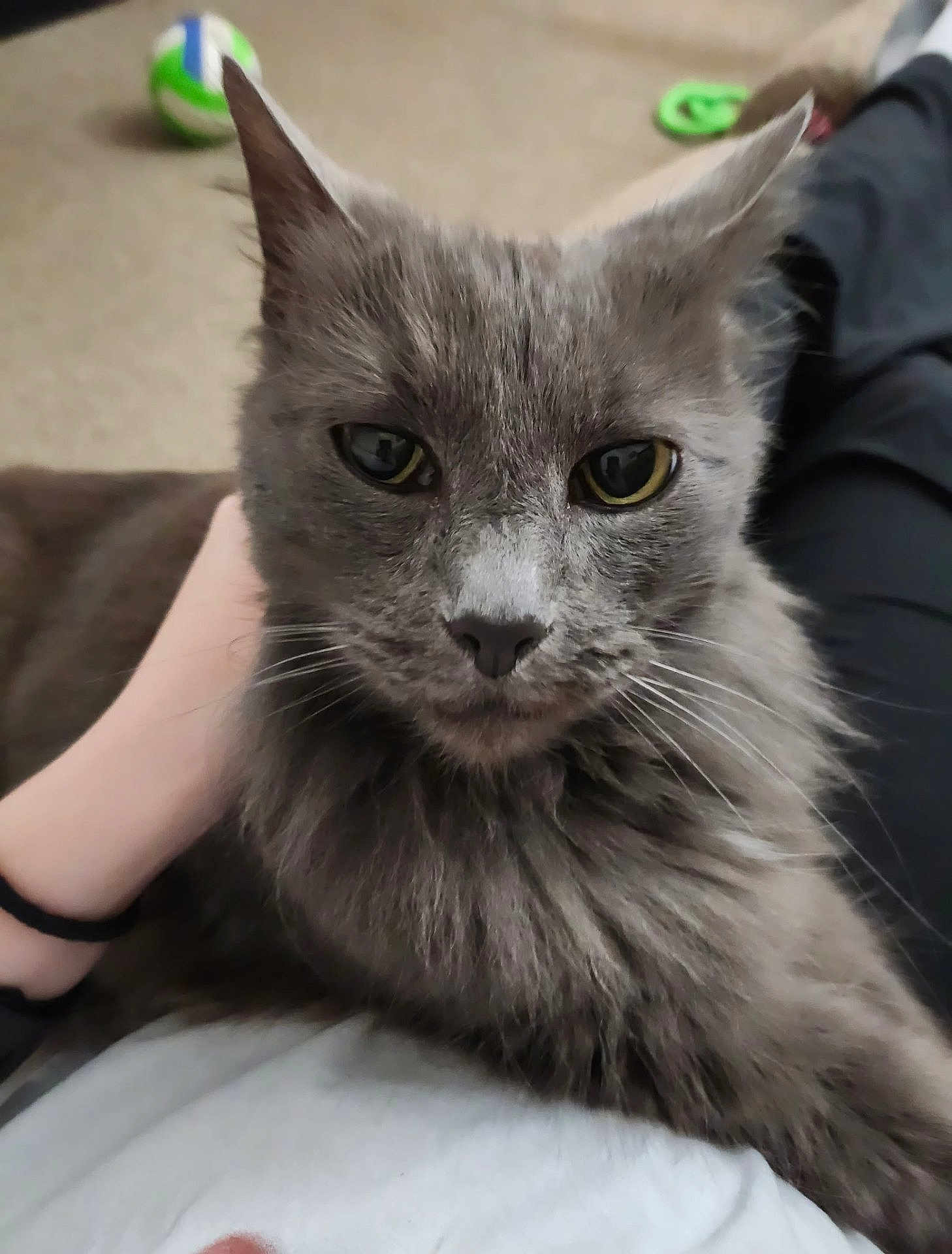 Buddy