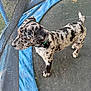 Hank is registered to the contest to win money with this photo: animal, black_and_gray, blue_collar, canine, close_up, curious, daylight, dog, fence, grass, merle_coat, netting, outdoor, pet, play_area, puppy, side_view, standing, trampoline, young_dog