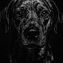 animal, black_and_white, canine, close_up, dark_background, dog, ears, expression, eyes, face, fur, head, intense, monochrome, muzzle, pet, portrait, snout, studio, whiskers