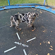 Hank joined the competition — help win amazing prizes! animal, backyard, black_and_white, canine, curious, daylight, dog, fence, grass, leaves, nature, outdoor, pet, playful, puppy, spot_pattern, standing, summer, trampoline, young_dog
