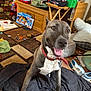 Izzy joined the competition — help win amazing prizes! black_blanket, canine, carpet, clutter, collar, cushion, dog, floor, furniture, happy, indoor, living_room, motion_blur, pet, playful, shoes, table, tongue_out, toys, wooden_chest