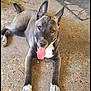Izzy is registered to the contest to win money with this photo: animal, canine, closeup, collar, concrete, dog, door, ears_up, floor, friendly, gray_coat, looking_at_camera, lying_down, mat, outdoor, pet, playful, resting, tongue_out, white_paws