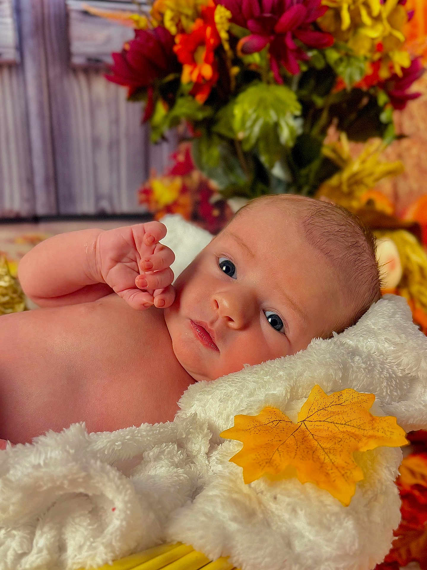 Boston joined the competition — help win amazing prizes! baby, infant, blanket, leaf, autumn, fall, flower, yellow, red, orange, skin, face, hand, cozy, portrait, closeup, soft, cute, newborn, resting
